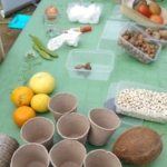 Actúa SM imparte un taller de semillas y plantación a los escolares del CEIP Gasparot de Villajoyosa