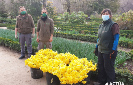 Narcisos amarillos para homenajear a las víctimas Covid