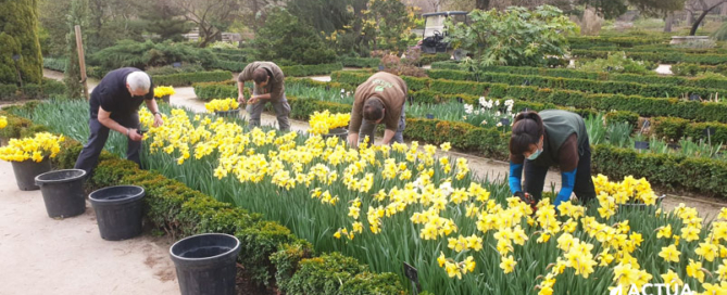 Narcisos amarillos para homenajear a las víctimas Covid