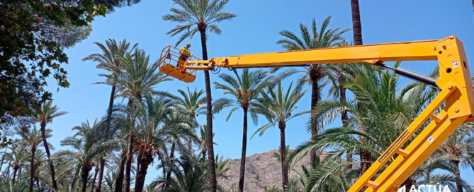 Actúa trabajará en el mantenimiento y protección integral del Palmeral de Orihuela