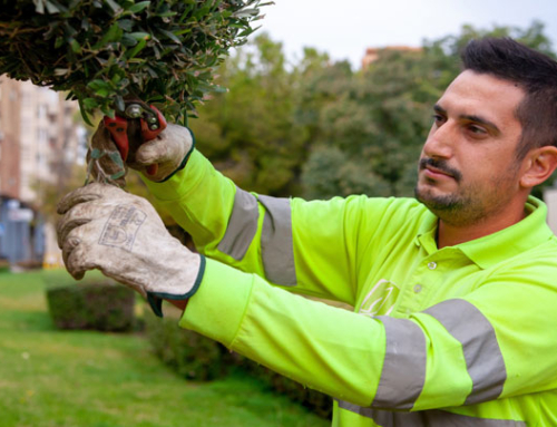 Actúa Servicios y Medio Ambiente se adhiere a la Asociación Española de Arboricultura