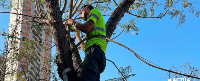 Actúa apuesta por tratamientos biológicos para combatir las plagas en los árboles