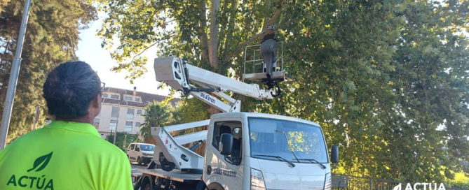 Actúa lleva a cabo actuaciones para la protección del arbolado singular