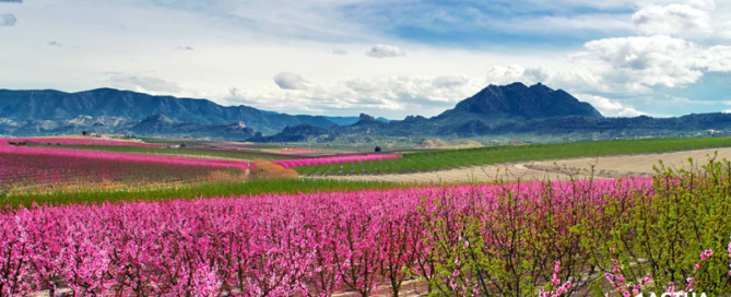 Actúa colabora con el Ayuntamiento de Cieza, en Murcia, para promocionar la floración a nivel internacional