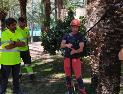 Profesionales de Actúa se forman en mantenimiento de palmeras con expertos certificados como European Tree Worker