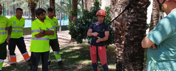 Profesionales de Actúa se forman en mantenimiento de palmeras con expertos certificados como European Tree Worker