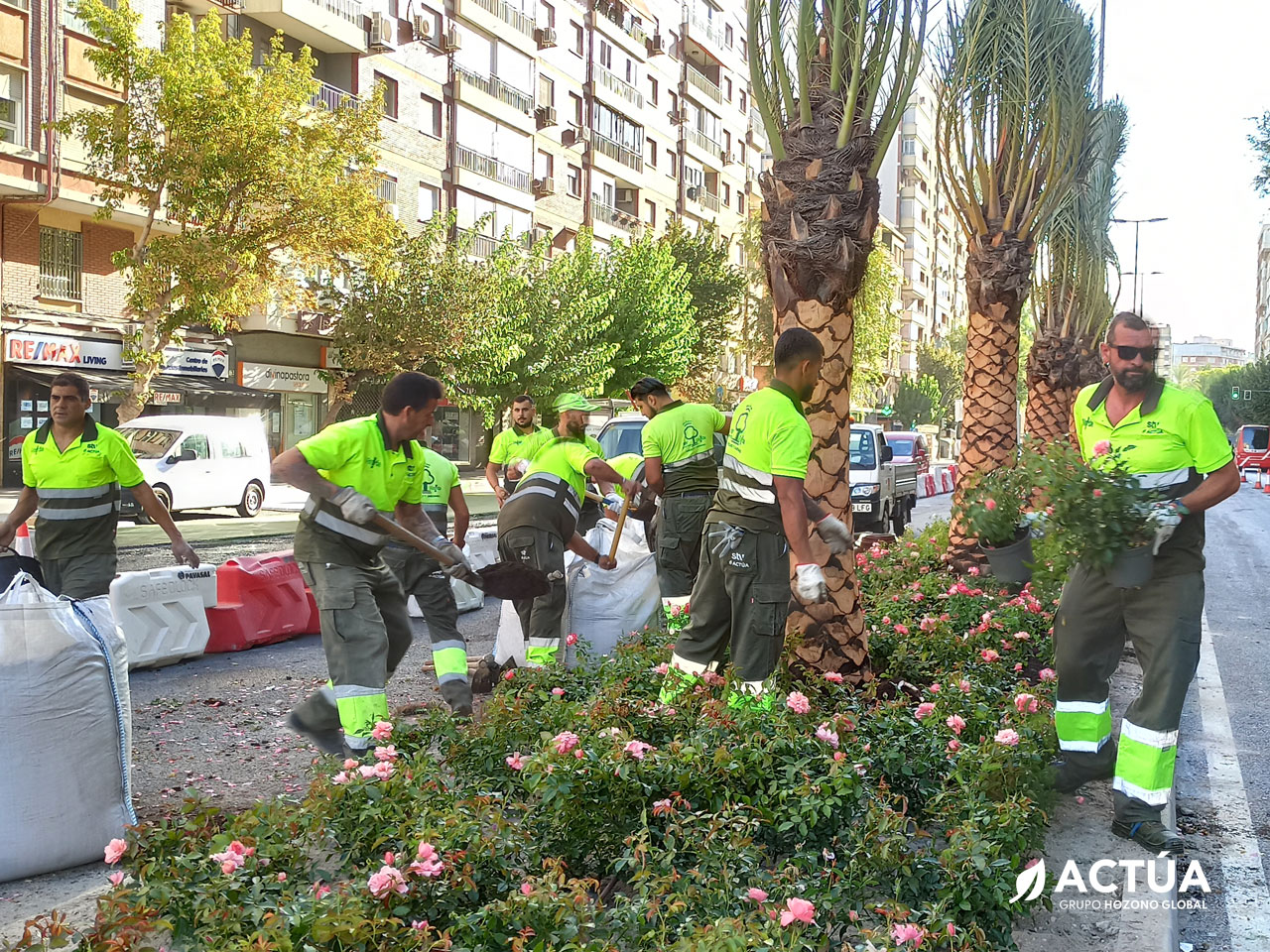 Actúa suministra más de 120.000 plantas en flor para embellecer Murcia de cara a la Feria de Septiembre
