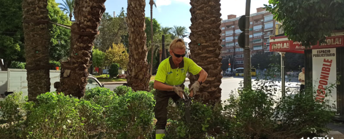 Actúa suministra más de 120.000 plantas en flor para embellecer Murcia de cara a la Feria de Septiembre