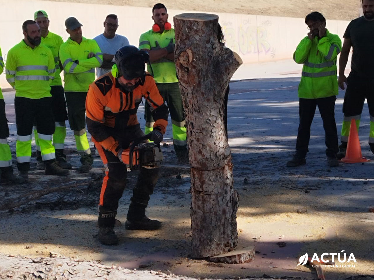 Profesionales de Actúa se forman en tala de árboles para mejorar la gestión sostenible del arbolado urbano
