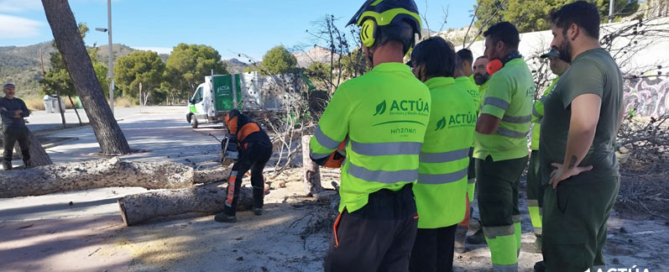 Profesionales de Actúa se forman en tala de árboles para mejorar la gestión sostenible del arbolado urbano