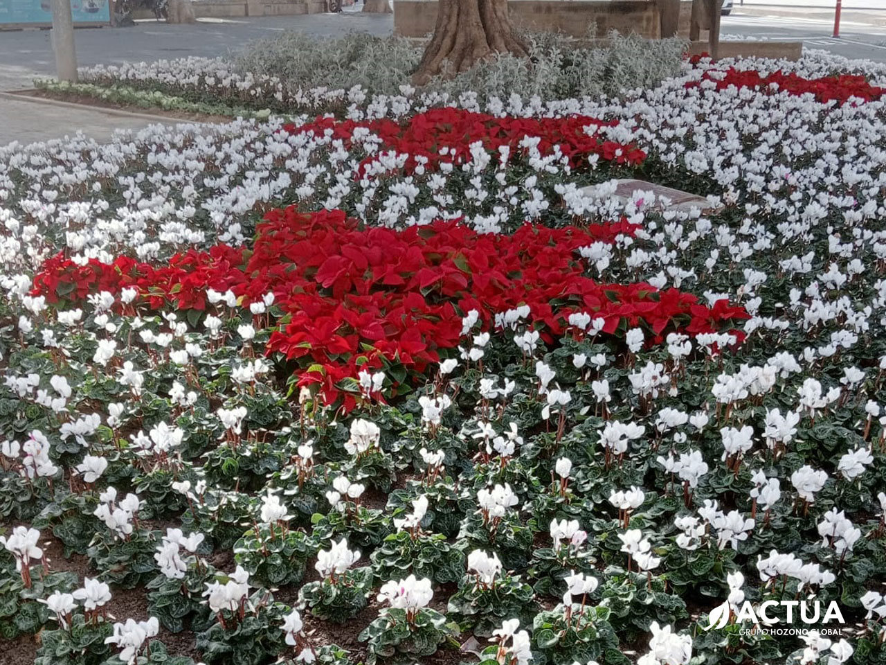 Actúa suministra más de 100.000 flores de temporada para embellecer Murcia en Navidad