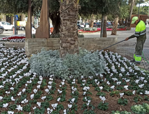 Actúa suministra más de 100.000 flores de temporada para embellecer Murcia en Navidad