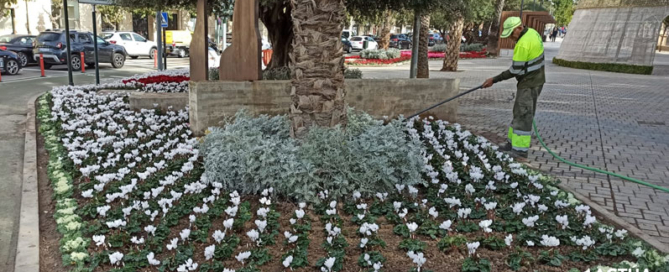 Actúa suministra más de 100.000 flores de temporada para embellecer Murcia en Navidad