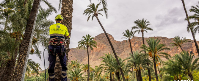 El Palmeral de Orihuela ya forma parte de la red europea de jardines históricos