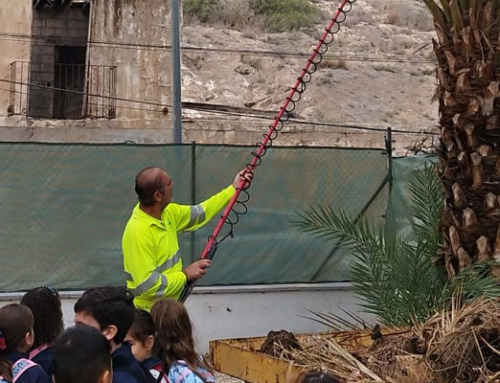 Un centenar de escolares de Orihuela aprenden sobre el cuidado de palmeras