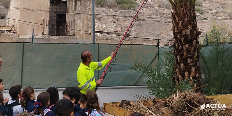 Un centenar de escolares de Orihuela aprenden sobre el cuidado de palmeras