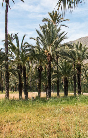 Un centenar de escolares de Orihuela aprenden sobre el cuidado de palmeras