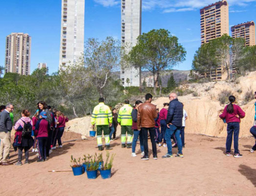 Un centenar de escolares de Benidorm plantan más de 200 especies autóctonas en El Moralet