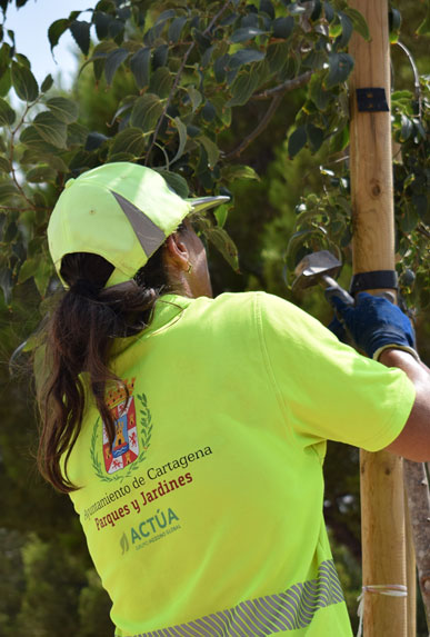 Más de 250 árboles nuevos refuerzan el arbolado urbano de Cartagena en lo que va de año