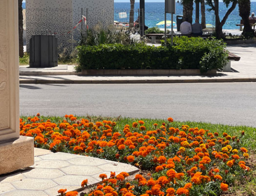 Torrevieja continúa mejorando sus zonas verdes con actuaciones de mantenimiento y renovación