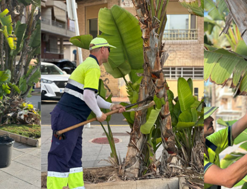 Torrevieja embellece sus zonas verdes con nuevas plantaciones durante el verano
