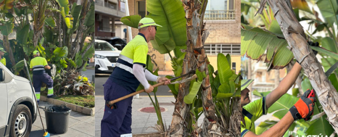 Torrevieja embellece sus zonas verdes con nuevas plantaciones durante el verano
