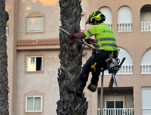 Actúa inicia la poda de más de 5.500 palmeras en Torrevieja