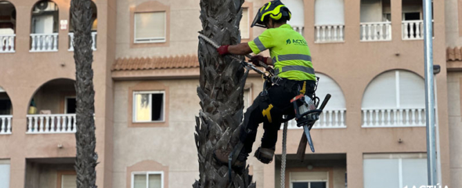 Actúa inicia la poda de más de 5.500 palmeras en Torrevieja