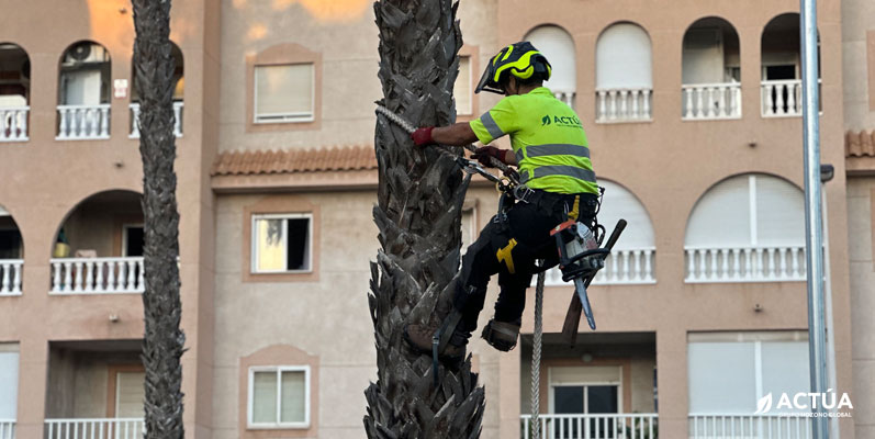 Actúa inicia la poda de más de 5.500 palmeras en Torrevieja