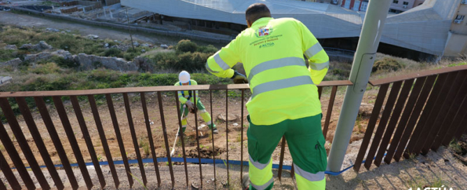 El Ayuntamiento de Cartagena restaura el talud del Molinete con especies autóctonas