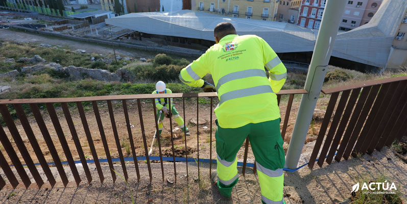 El Ayuntamiento de Cartagena restaura el talud del Molinete con especies autóctonas