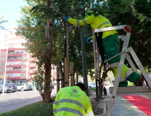 El Ayuntamiento de Cartagena cierra el año con más de 300 nuevos árboles plantados en todo el municipio