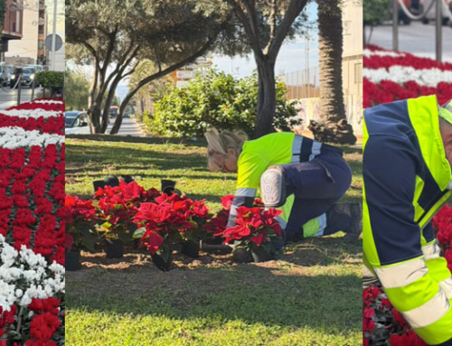 Actúa engalana Torrevieja con miles de flores para recibir la Navidad