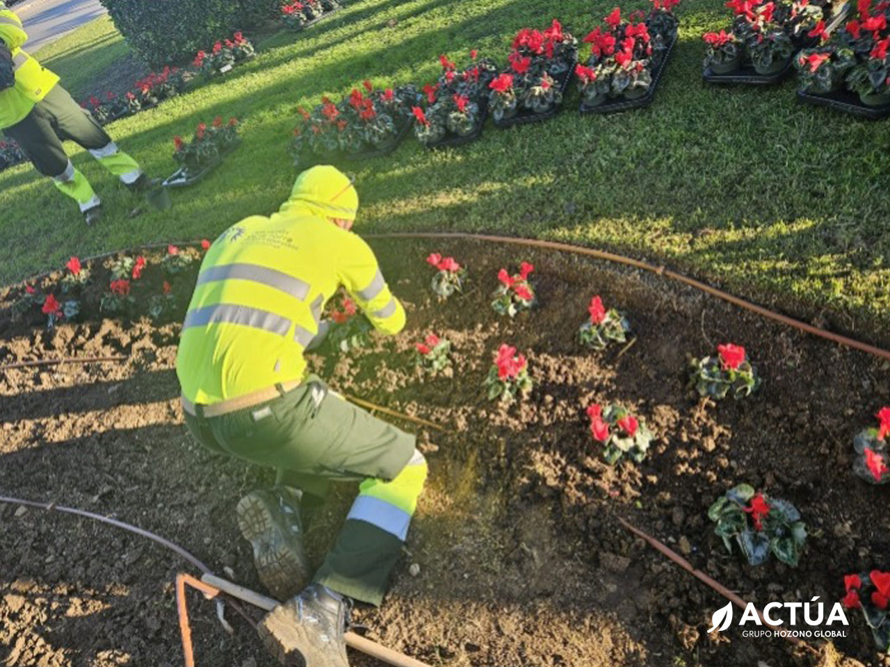 Actúa pone en marcha la campaña de plantación de Navidad en Alhaurín de la Torre Actúa pone en marcha la campaña de plantación de Navidad en Alhaurín de la Torre