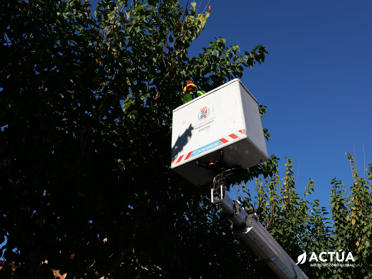 Cartagena realiza la poda de las moreras para favorecer copas más densas y mejorar la calidad del aire Cartagena realiza la poda de las moreras para favorecer copas más densas y mejorar la calidad del aire