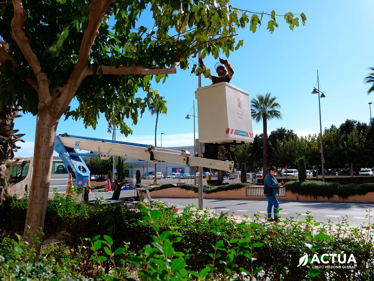 Cartagena realiza la poda de las moreras para favorecer copas más densas y mejorar la calidad del aire Cartagena realiza la poda de las moreras para favorecer copas más densas y mejorar la calidad del aire