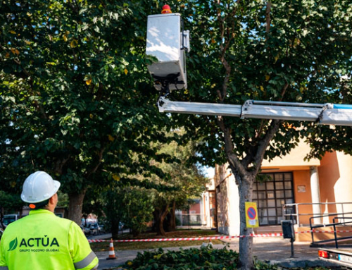 Cartagena realiza la poda de las moreras para favorecer copas más densas y mejorar la calidad del aire
