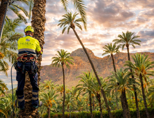 El cultivo del algodón brota de nuevo en el Palmeral de Orihuela