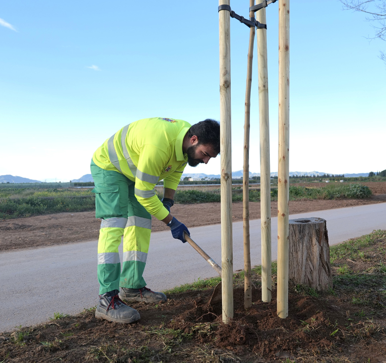 El Ayuntamiento de Cartagena plantará más de 90 árboles en La Aparecida, La Palma y Pozo Estrecho