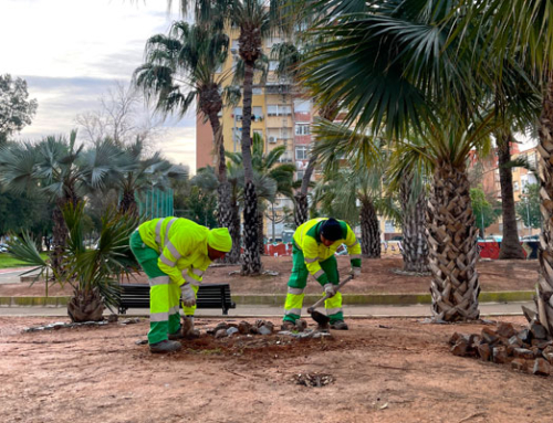 Cartagena renueva el Palmetum de Ronda de Ferrol para mejorar su conservación y valor paisajístico