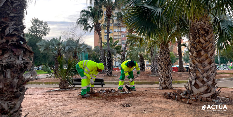 Cartagena renueva el Palmetum de Ronda de Ferrol para mejorar su conservación y valor paisajístico