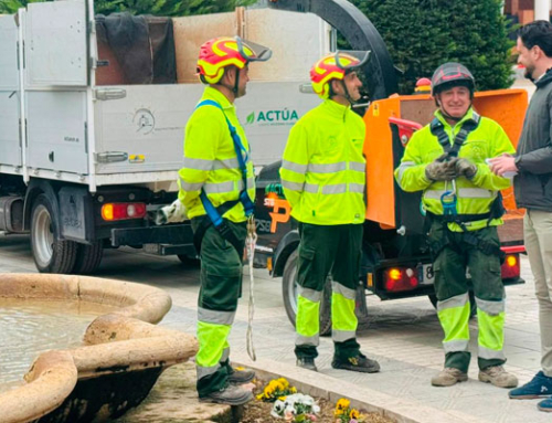 Lorca protege su patrimonio arbóreo con sistemas de sustentación de última tecnología para garantizar la seguridad ciudadana
