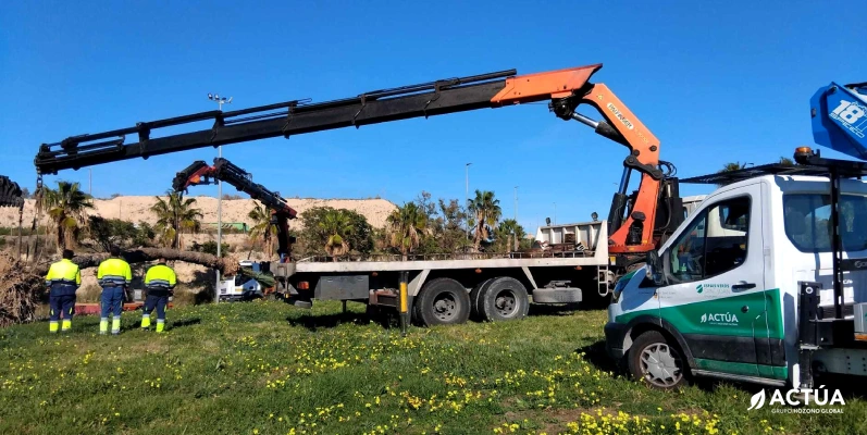 Un nuevo hogar para el almez centenario de San Juan de Alicante Un nuevo hogar para el almez centenario de San Juan de Alicante