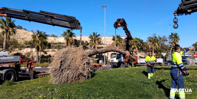 Un nuevo hogar para el almez centenario de San Juan de Alicante Un nuevo hogar para el almez centenario de San Juan de Alicante
