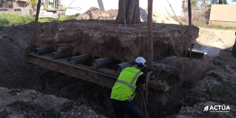 Un nuevo hogar para el almez centenario de San Juan de Alicante Un nuevo hogar para el almez centenario de San Juan de Alicante