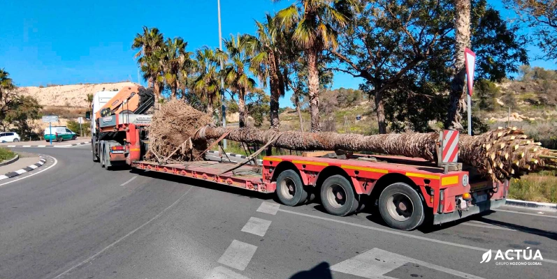 Un nuevo hogar para el almez centenario de San Juan de Alicante Un nuevo hogar para el almez centenario de San Juan de Alicante