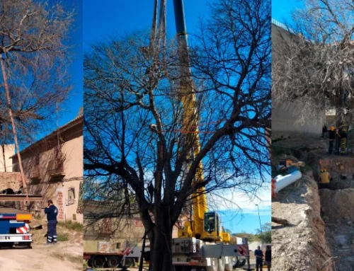 Un nuevo hogar para el almez centenario de San Juan de Alicante