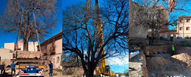 Un nuevo hogar para el almez centenario de San Juan de Alicante