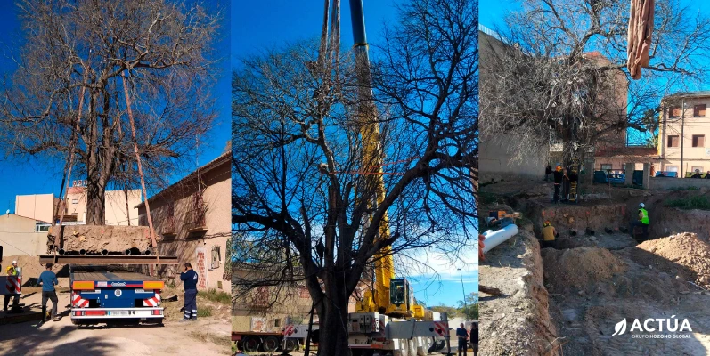 Un nuevo hogar para el almez centenario de San Juan de Alicante