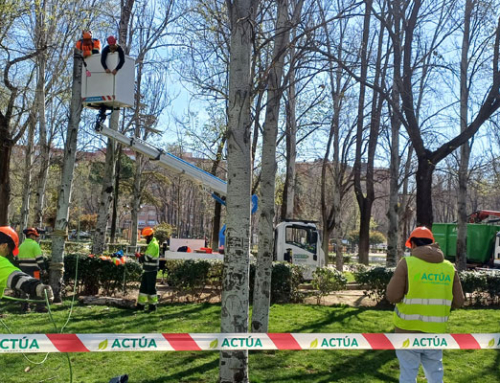 Actúa forma en Torrejón de Ardoz a once alumnos en técnicas de arboricultura moderna